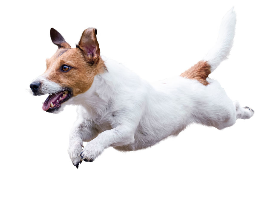 Put the Bounce Back into Your Dog's Pounce